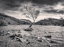 Lone Tree in Llyn Padarn, Llanberis